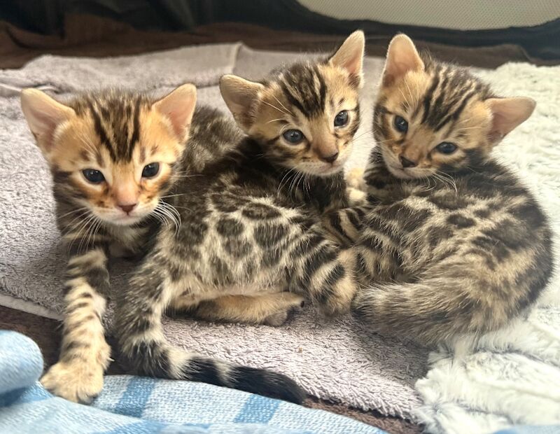 Outstanding Little Leopards