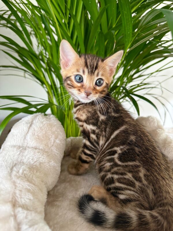 Bengal Kittens For Sale