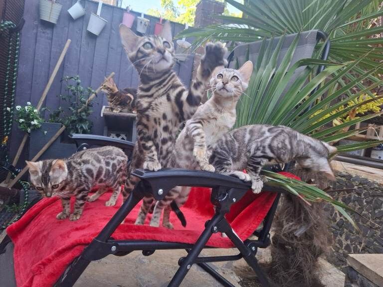 Outstanding Pure Bengal Kittens TICA