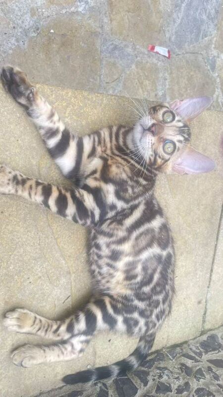 Outstanding Pure Bengal Kittens TICA - Image 2 of 5