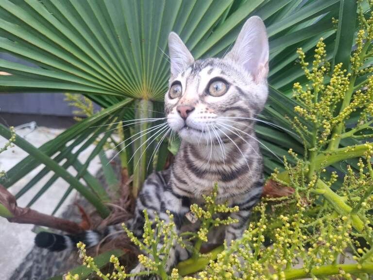 Outstanding Pure Bengal Kittens TICA - Image 3 of 5