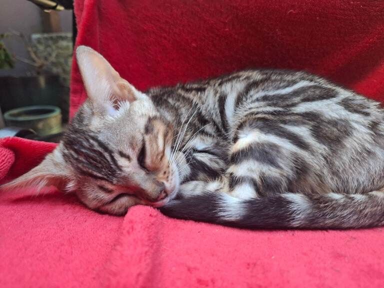 Outstanding Pure Bengal Kittens TICA - Image 4 of 5