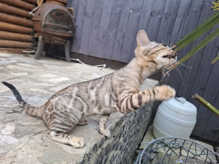 Outstanding Pure Bengal Kittens TICA - Image 5 of 5