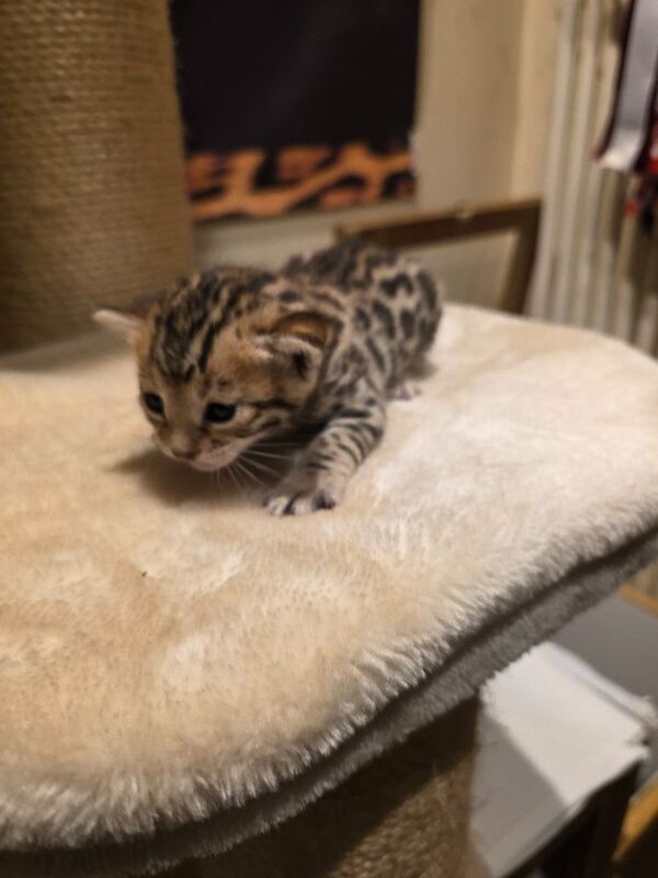 Bengal kittens for sale in Uxbridge, Greater London – 5 weeks old - Image 2 of 14