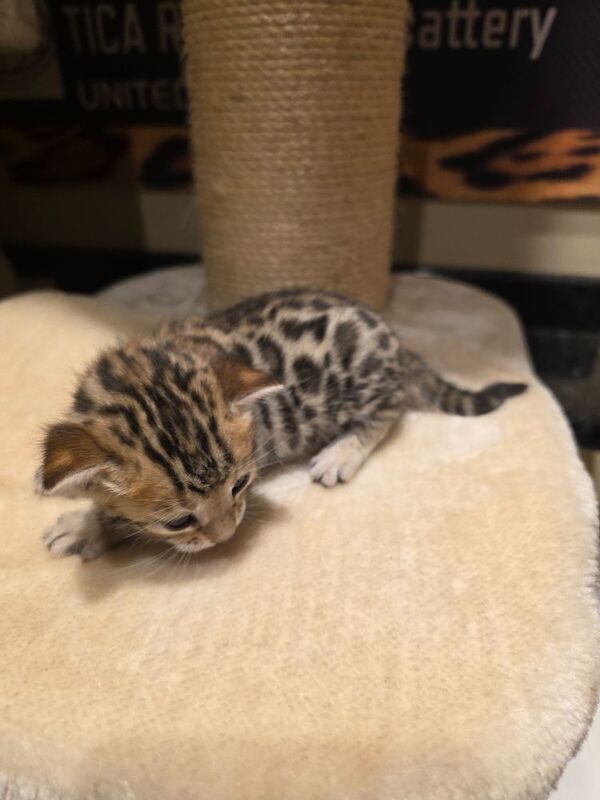 Bengal kittens for sale in Uxbridge, Greater London – 5 weeks old - Image 5 of 14