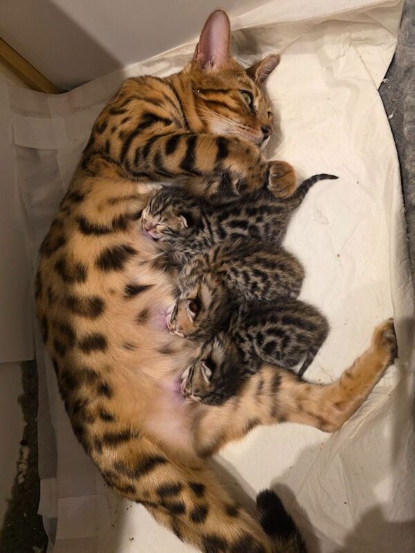 Bengal kittens for sale in Uxbridge, Greater London – 5 weeks old - Image 8 of 14