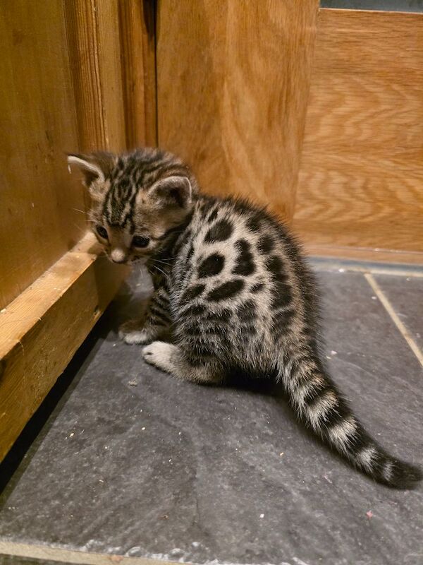 Bengal kittens for sale in Uxbridge, Greater London – 5 weeks old - Image 10 of 14