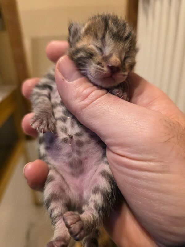 Bengal kittens for sale in Uxbridge, Greater London – 5 weeks old - Image 11 of 14