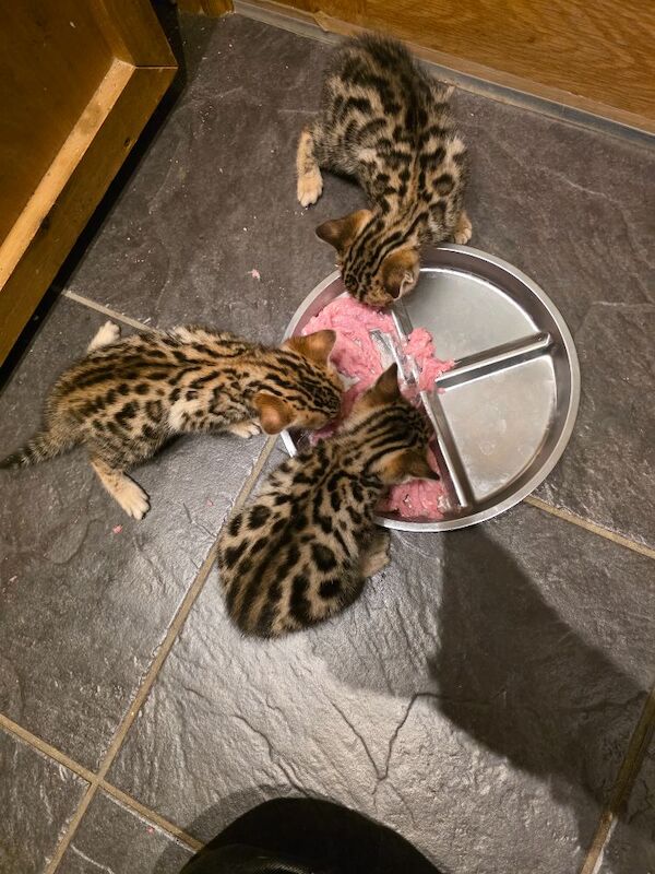 Bengal kittens for sale in Uxbridge, Greater London – 5 weeks old - Image 12 of 14