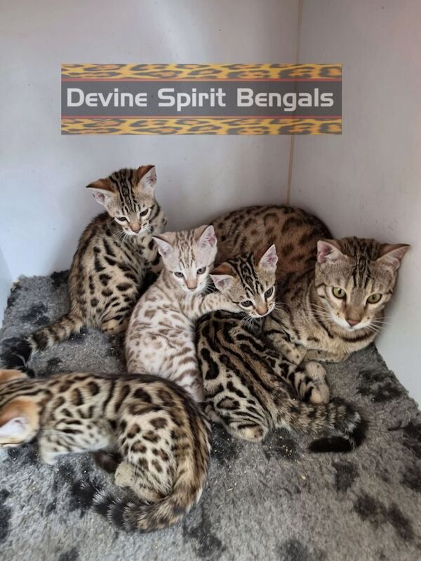 TICA Registered Bengal Kittens For Sale