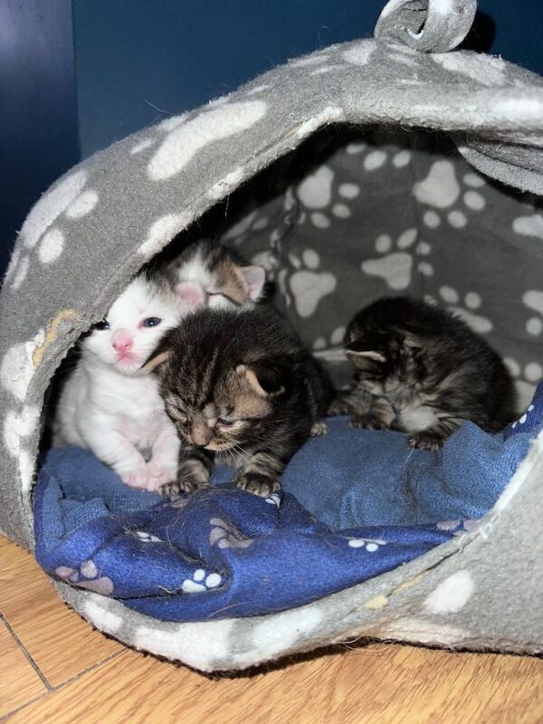 Part Bengal Kittens £375