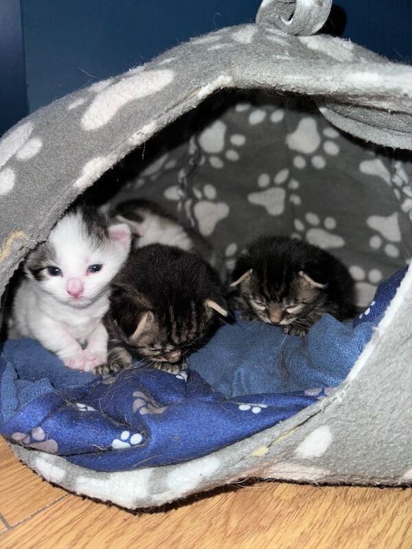 Part Bengal Kittens £375 - Image 2 of 5