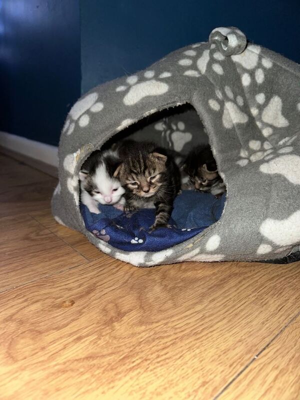 Part Bengal Kittens £375 - Image 3 of 5