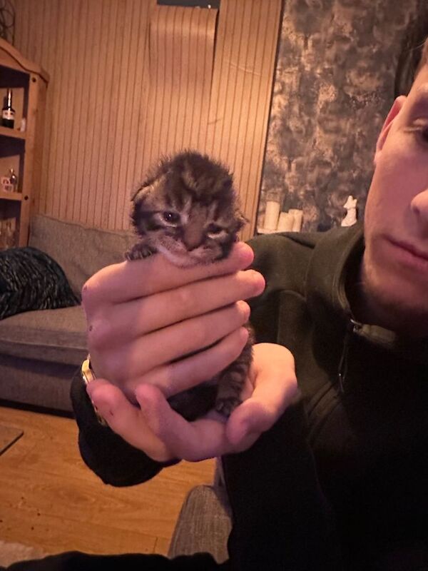Part Bengal Kittens £375 - Image 4 of 5