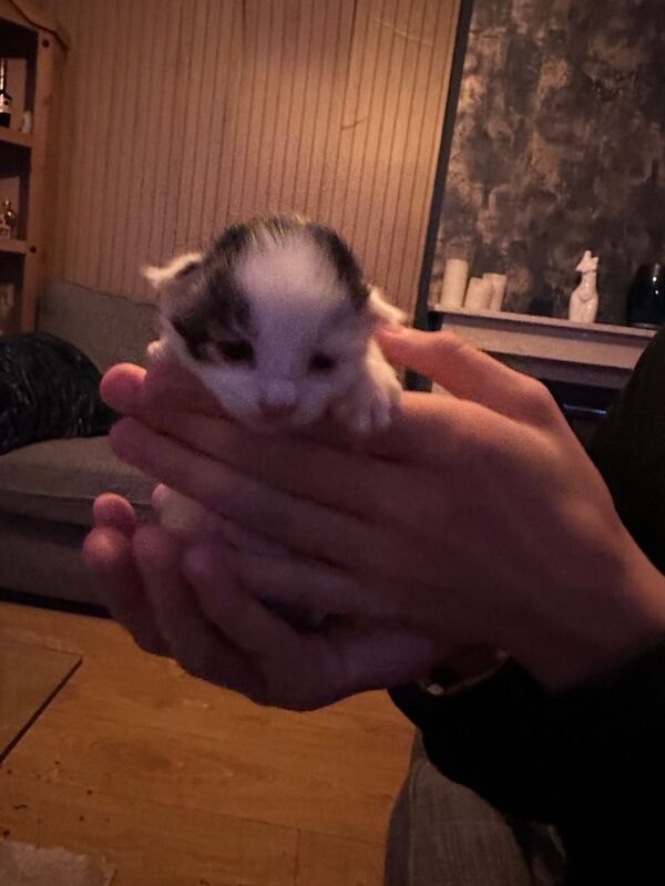 Part Bengal Kittens £375 - Image 5 of 5