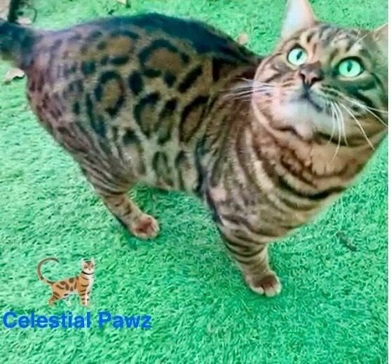 Bengal kittens for sale in Orpington, London – 3 years old
