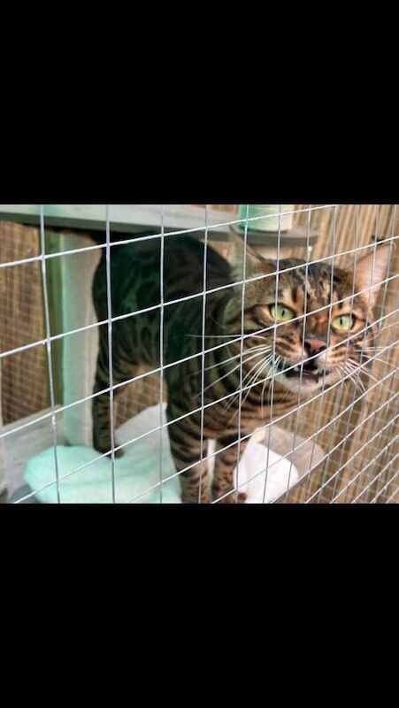 Pedigree 5 Gen TICA Bengal ACTIVE male - Image 2 of 3