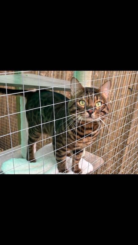 Pedigree 5 Gen TICA Bengal ACTIVE male - Image 3 of 3