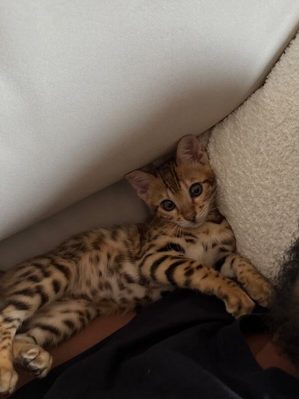 Bengal kittens for sale in Digbeth, West Midlands – 9 months old