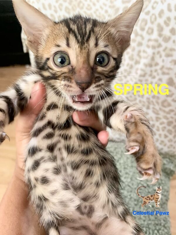 Pedigree Bengal kittens ‼️1 girl left‼️ for sale in Orpington, Greater London