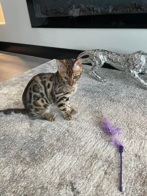 Pedigree Bengal kittens for sale in County Antrim