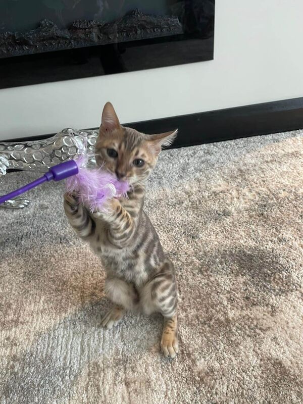Pedigree Bengal kittens for sale in County Antrim | Image 2