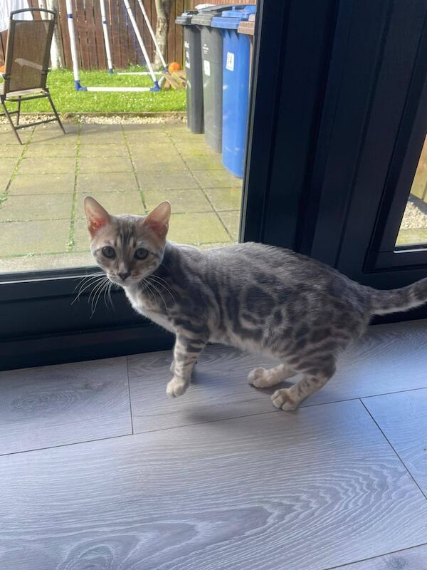 Pedigree Bengal kittens for sale in County Antrim | Image 3