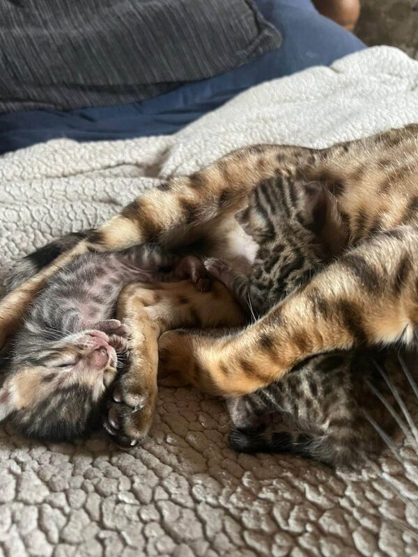 Bengal kittens for sale in Shaftesbury, Dorset – 6 weeks old