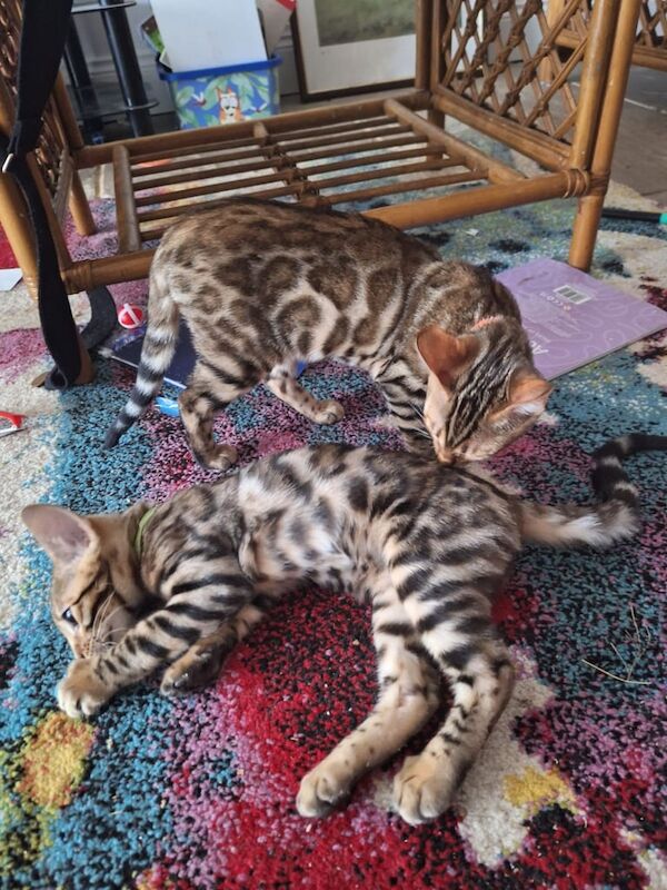 Bengal kittens for sale in Brentwood, Essex – 3 months old