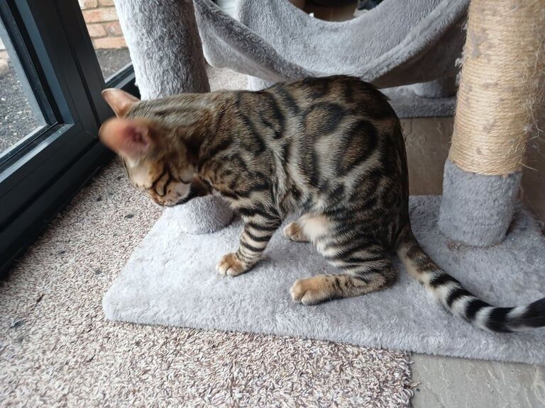 Bengal kittens for sale in Brentwood, Essex – 3 months old - Image 2 of 3