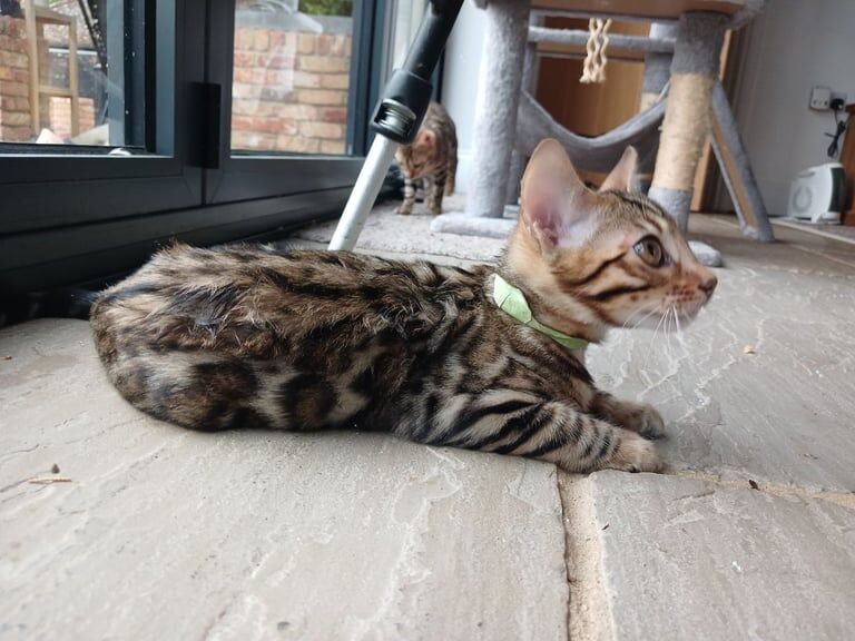 Bengal kittens for sale in Brentwood, Essex – 3 months old - Image 3 of 3