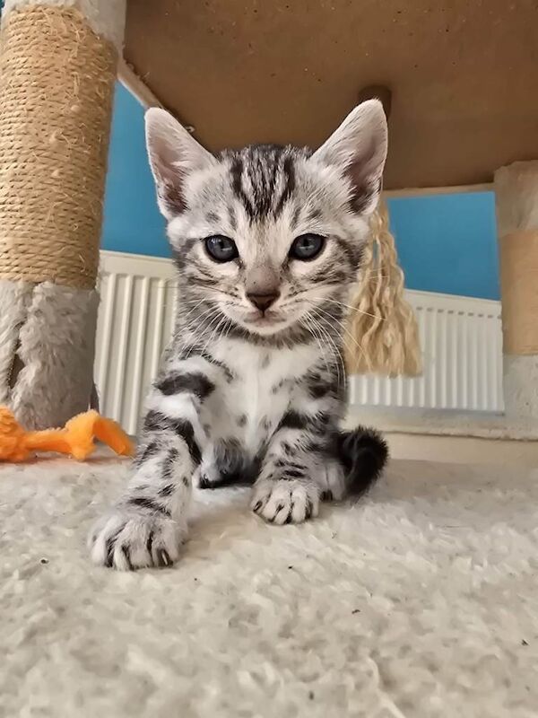 Bengal Kittens For Sale