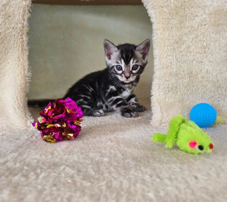 Pedigree Bengal Kittens ready for new home in June - Image 2 of 4