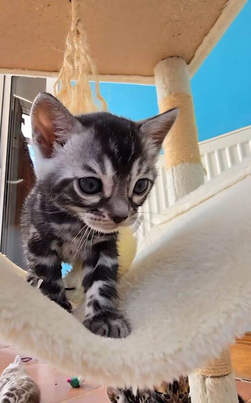 Pedigree Bengal Kittens ready for new home in June - Image 3 of 4