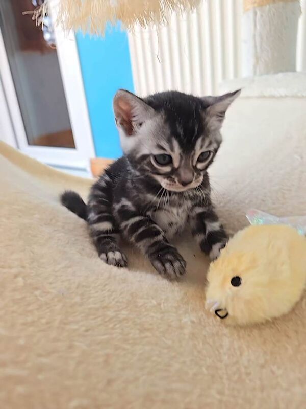 Pedigree Bengal Kittens ready for new home in June - Image 4 of 4