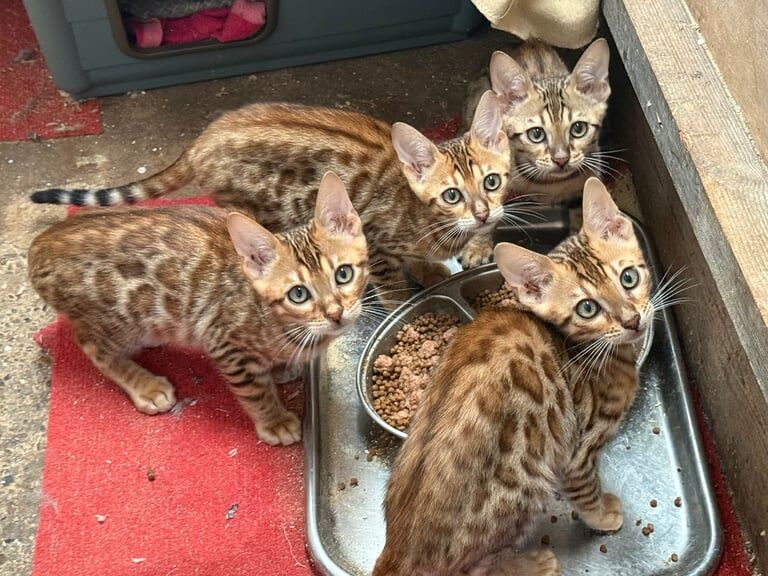 Bengal kittens for sale in Whitnash, Warwickshire – 11 weeks old