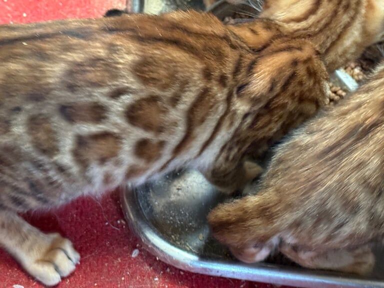Bengal kittens for sale in Whitnash, Warwickshire – 11 weeks old - Image 2 of 3
