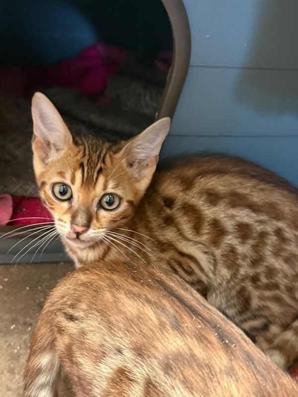 Bengal kittens for sale in Whitnash, Warwickshire – 11 weeks old - Image 3 of 3
