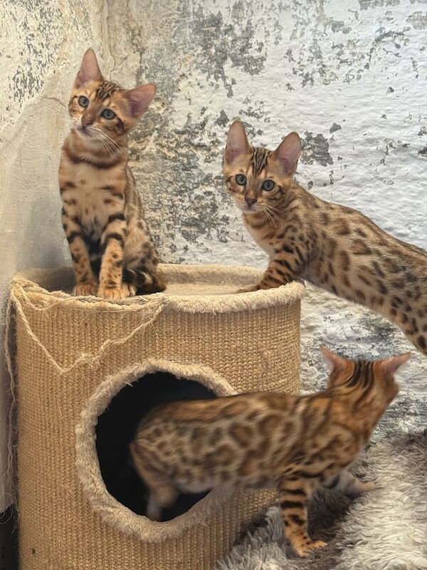 Bengal kittens for sale in Whitnash, Warwickshire – 11 weeks old