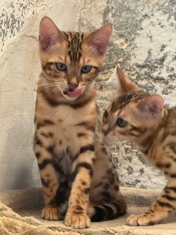 Bengal kittens for sale in Whitnash, Warwickshire – 11 weeks old - Image 2 of 3
