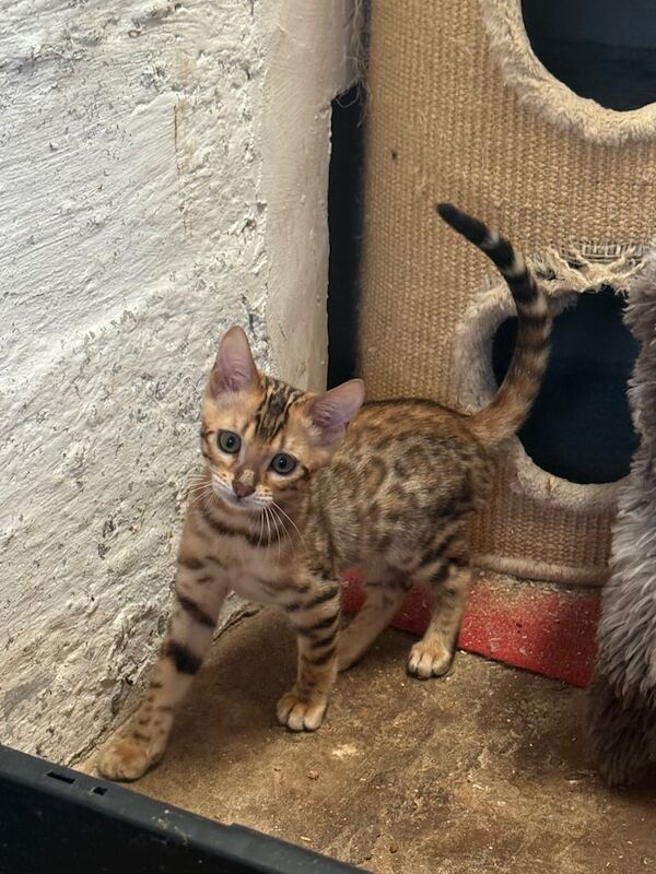 Bengal kittens for sale in Whitnash, Warwickshire – 11 weeks old - Image 3 of 3