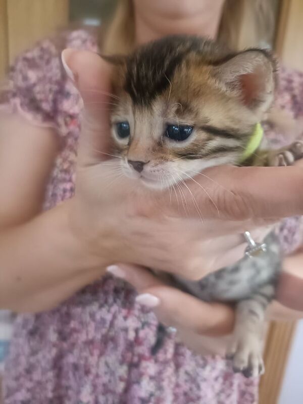 PEDIGREE BENGAL KITTENS REDUCED for sale in Dungiven, County Londonderry