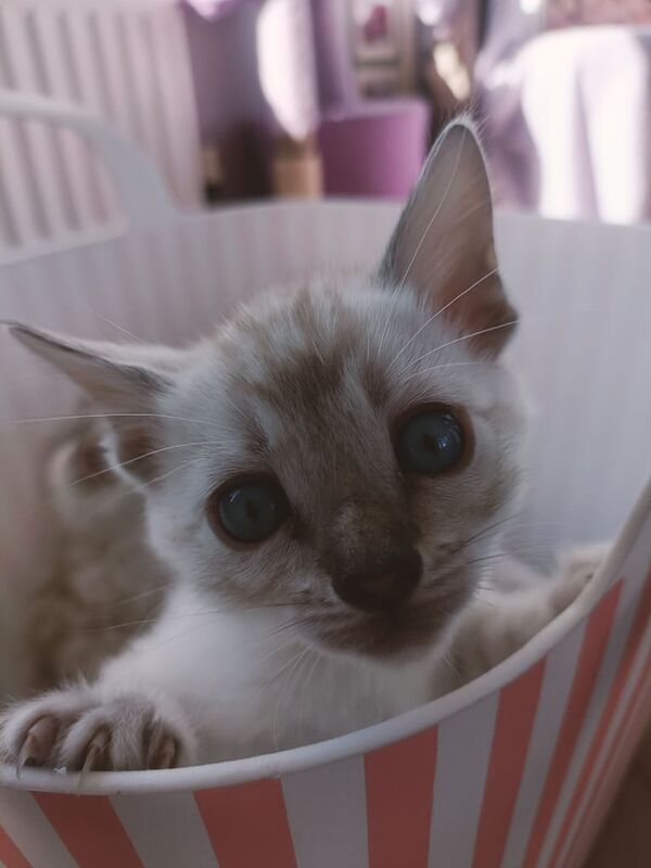 PEDIGREE BENGAL KITTENS REDUCED for sale in Dungiven, County Londonderry | Image 2