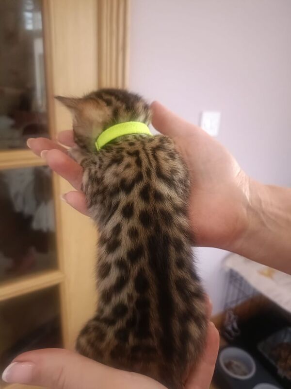 PEDIGREE BENGAL KITTENS REDUCED for sale in Dungiven, County Londonderry - Image 3