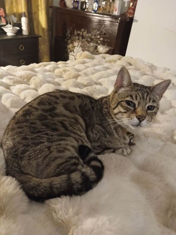 Bengal Kittens For Sale Under £300