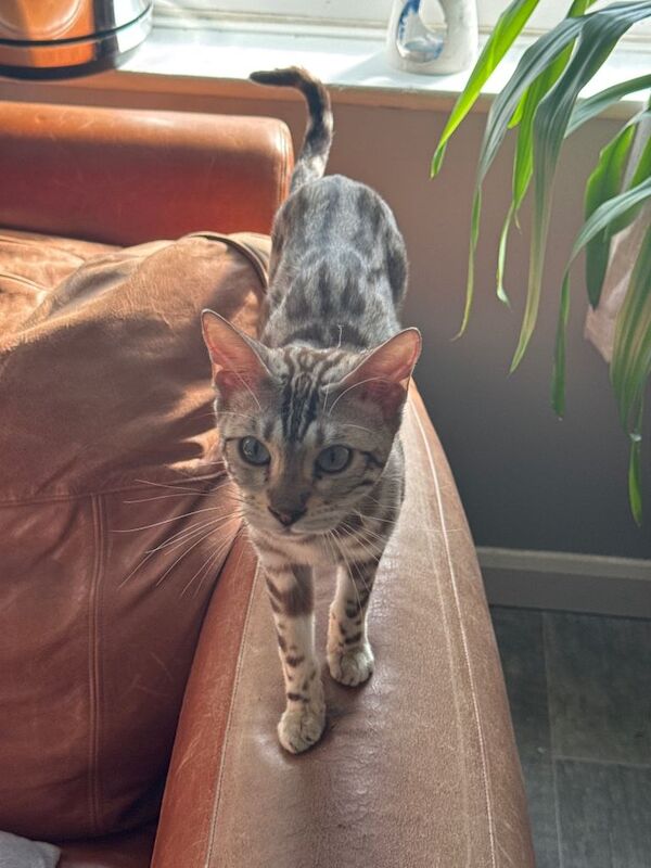 Pedigree Snow Mink Bengal Male -1 year old