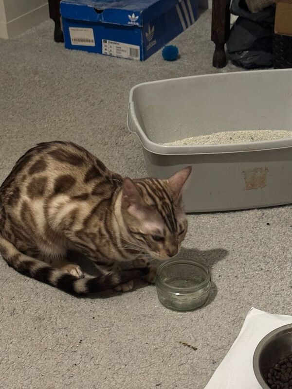 Pedigree Snow Mink Bengal Male -1 year old - Image 2 of 5