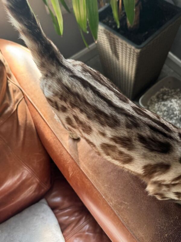 Pedigree Snow Mink Bengal Male -1 year old - Image 3 of 5