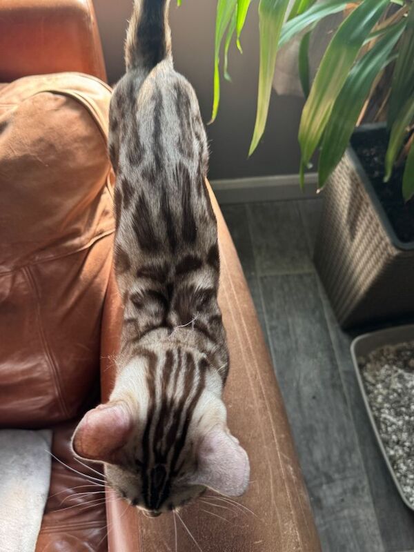 Pedigree Snow Mink Bengal Male -1 year old - Image 4 of 5