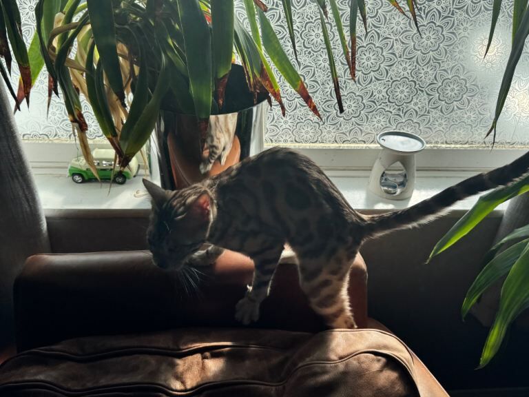 Pedigree Snow Mink Bengal Male -1 year old - Image 5 of 5